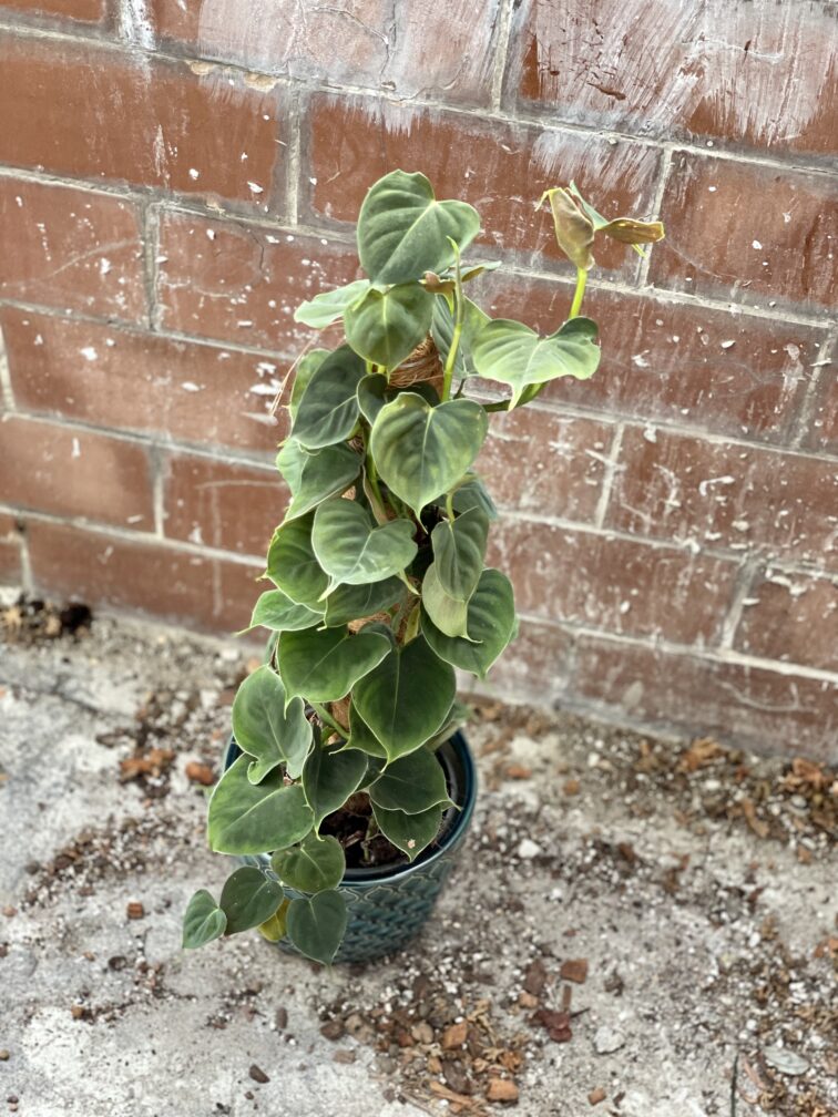 Zdjęcie rosliny doniczkowej Philodendron lupinum, ujęcie 5