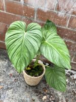 Zdjęcie rosliny doniczkowej Philodendron pastazanum Silver, ujęcie 1