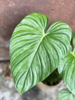 Zdjęcie rosliny doniczkowej Philodendron pastazanum Silver, ujęcie 2
