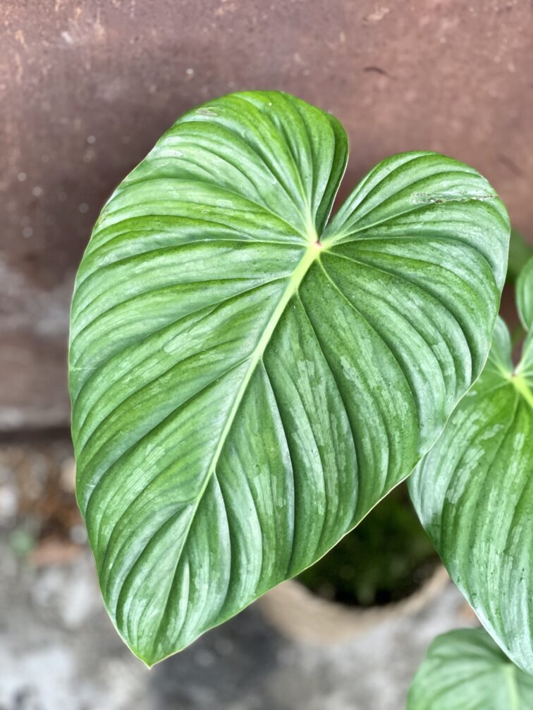 Zdjęcie rosliny doniczkowej Philodendron pastazanum Silver, ujęcie 2