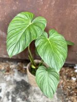 Zdjęcie rosliny doniczkowej Philodendron pastazanum Silver, ujęcie 3