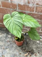 Zdjęcie rosliny doniczkowej Philodendron pastazanum Silver, ujęcie 4