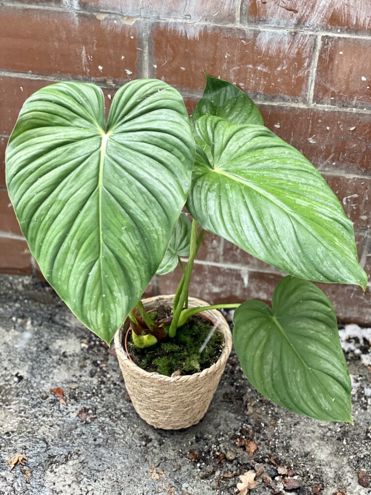 Zdjęcie rosliny doniczkowej Philodendron pastazanum Silver, ujęcie 5