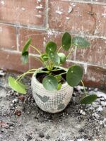 Zdjęcie rosliny doniczkowej Pilea Peperomioides, ujęcie 1