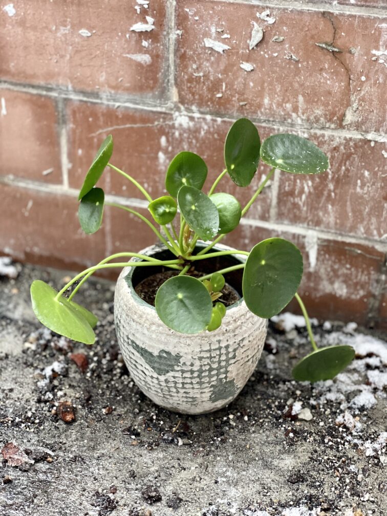 pilea-peperomioides_12x22-1_1674296381.jpg Zdjęcie rosliny doniczkowej Pilea Peperomioides, ujęcie 1