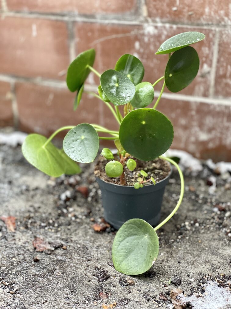 Zdjęcie rosliny doniczkowej Pilea Peperomioides, ujęcie 2