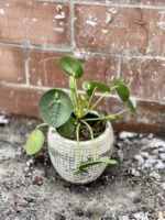 Zdjęcie rosliny doniczkowej Pilea Peperomioides, ujęcie 3