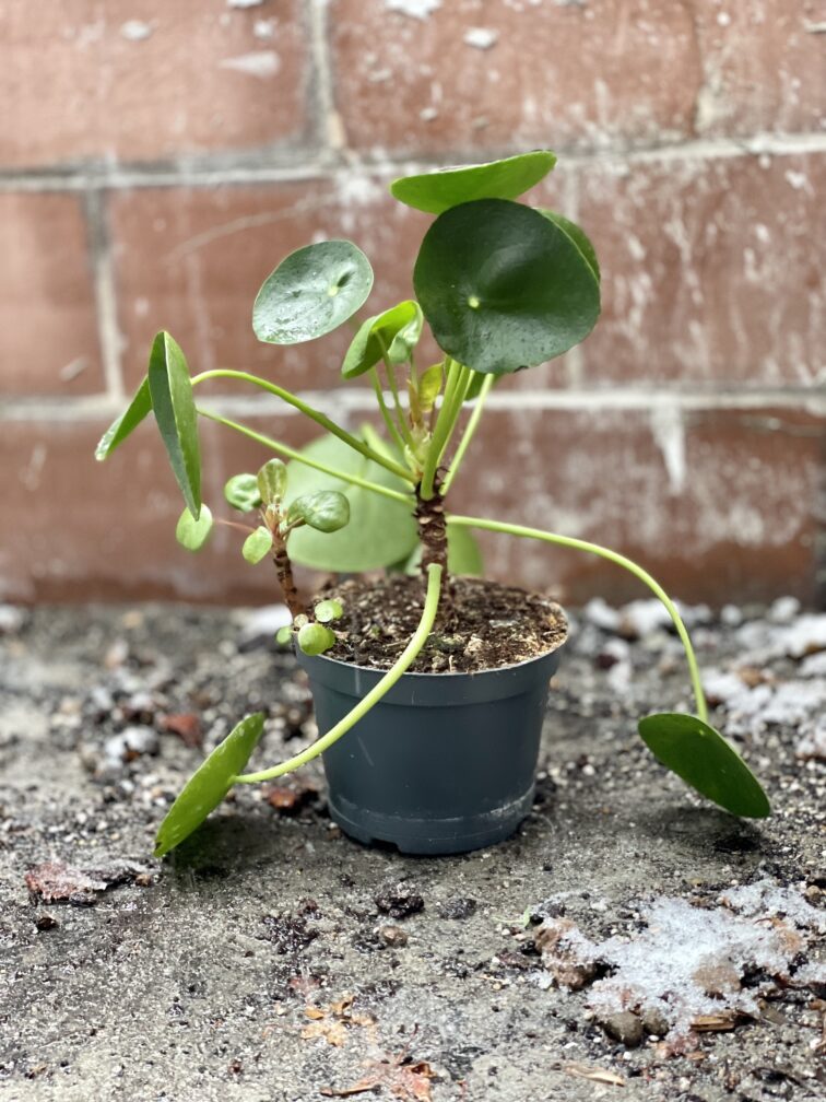 Zdjęcie rosliny doniczkowej Pilea Peperomioides, ujęcie 4
