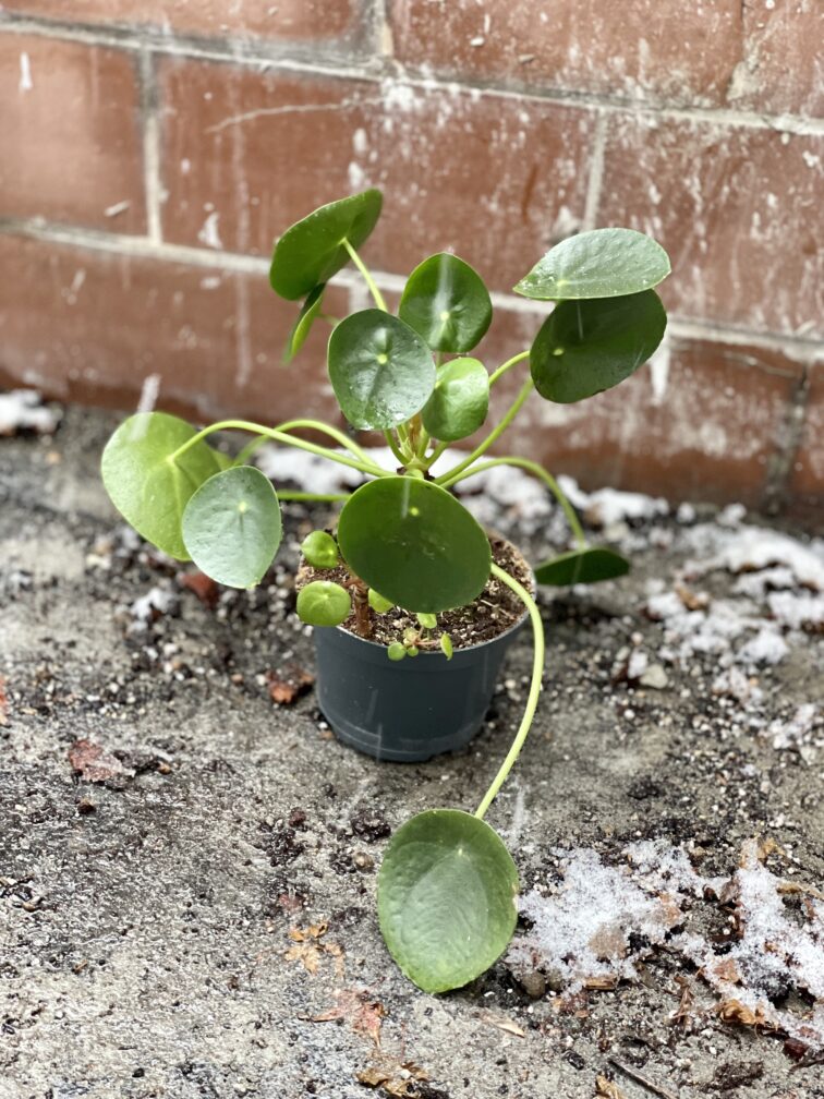Zdjęcie rosliny doniczkowej Pilea Peperomioides, ujęcie 5