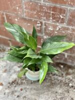 Zdjęcie rosliny doniczkowej Spathiphyllum Diamond (Skrzydłokwiat variegata), ujęcie 1