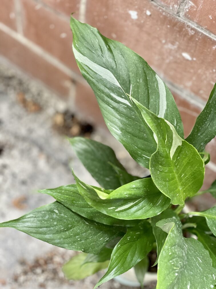 Zdjęcie rosliny doniczkowej Spathiphyllum Diamond (Skrzydłokwiat variegata), ujęcie 2