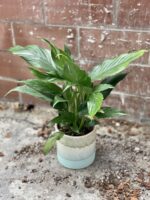 Zdjęcie rosliny doniczkowej Spathiphyllum Diamond (Skrzydłokwiat variegata), ujęcie 3