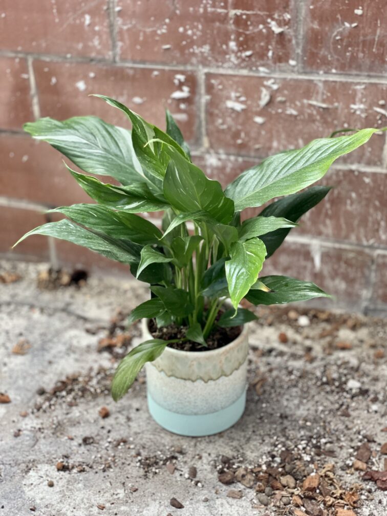 Zdjęcie rosliny doniczkowej Spathiphyllum Diamond (Skrzydłokwiat variegata), ujęcie 3