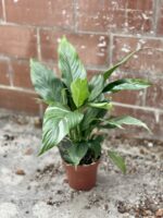 Zdjęcie rosliny doniczkowej Spathiphyllum Diamond (Skrzydłokwiat variegata), ujęcie 4