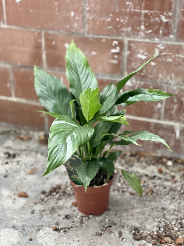 Zdjęcie rosliny doniczkowej Spathiphyllum Diamond (Skrzydłokwiat variegata), ujęcie 4
