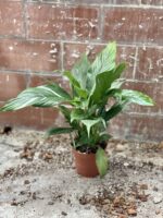 Zdjęcie rosliny doniczkowej Spathiphyllum Diamond (Skrzydłokwiat variegata), ujęcie 5