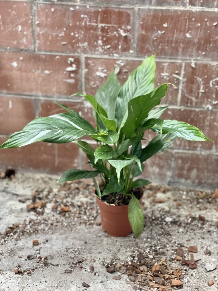Zdjęcie rosliny doniczkowej Spathiphyllum Diamond (Skrzydłokwiat variegata), ujęcie 5