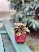 Zdjęcie rosliny doniczkowej Syngonium Maria, ujęcie 2