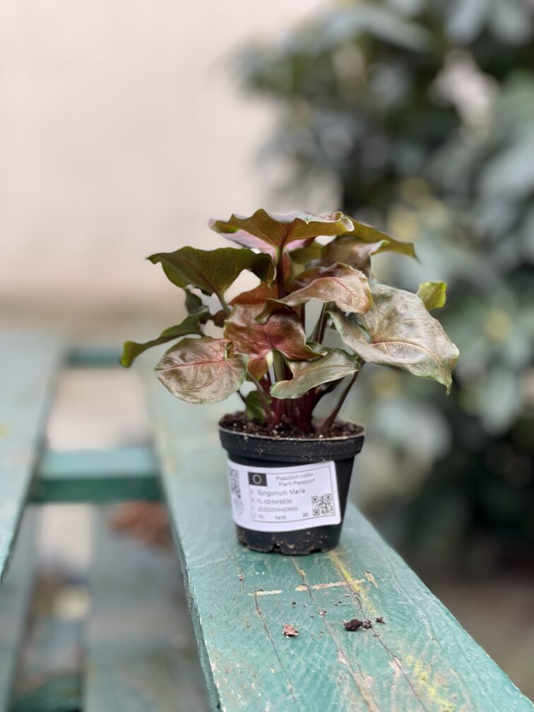 Zdjęcie rosliny doniczkowej Syngonium Maria, ujęcie 3