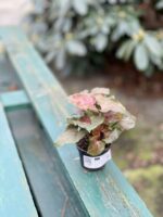 Zdjęcie rosliny doniczkowej Syngonium Maria, ujęcie 4