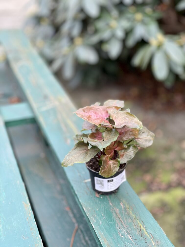 Zdjęcie rosliny doniczkowej Syngonium Maria, ujęcie 4