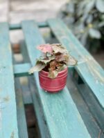 Zdjęcie rosliny doniczkowej Syngonium Maria, ujęcie 5