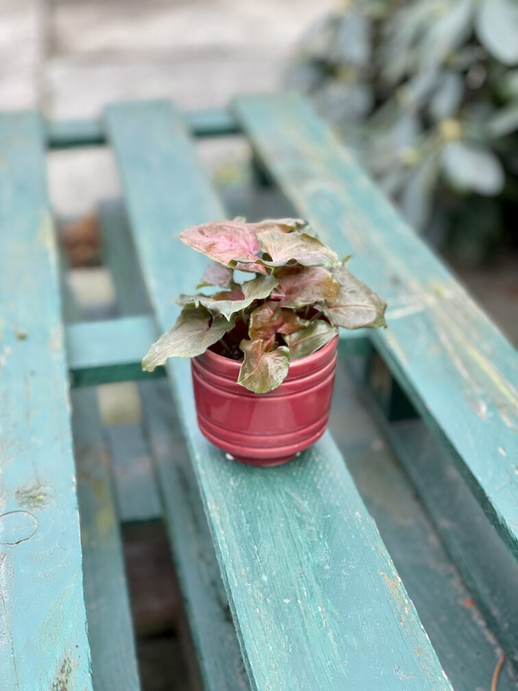 Zdjęcie rosliny doniczkowej Syngonium Maria, ujęcie 5