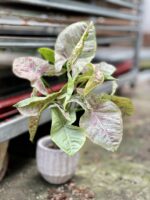 Zdjęcie rosliny doniczkowej Syngonium Milk Confetti, ujęcie 1