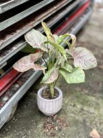 Zdjęcie rosliny doniczkowej Syngonium Milk Confetti, ujęcie 2