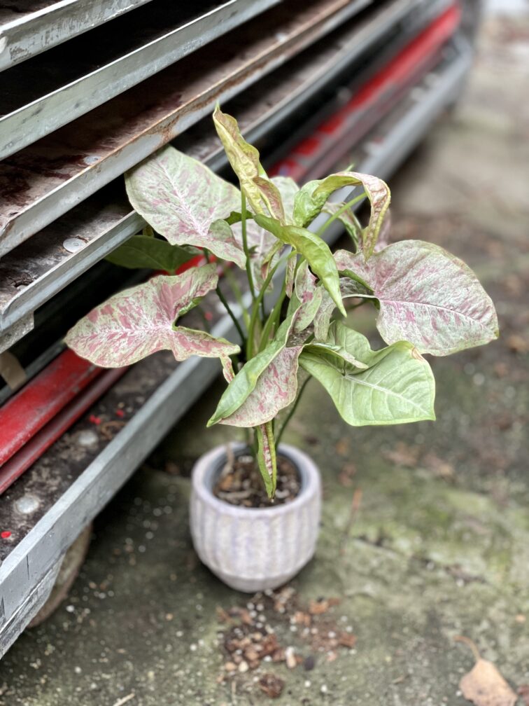 Zdjęcie rosliny doniczkowej Syngonium Milk Confetti, ujęcie 2