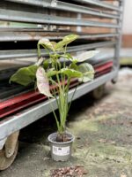 Zdjęcie rosliny doniczkowej Syngonium Milk Confetti, ujęcie 3