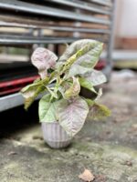 Zdjęcie rosliny doniczkowej Syngonium Milk Confetti, ujęcie 4