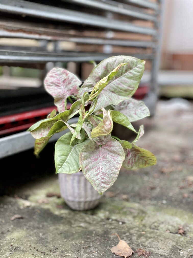 Zdjęcie rosliny doniczkowej Syngonium Milk Confetti, ujęcie 4