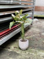 Zdjęcie rosliny doniczkowej Syngonium Milk Confetti, ujęcie 5