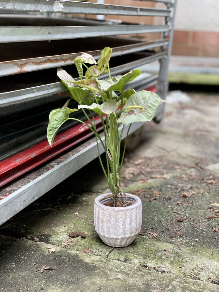 Zdjęcie rosliny doniczkowej Syngonium Milk Confetti, ujęcie 5