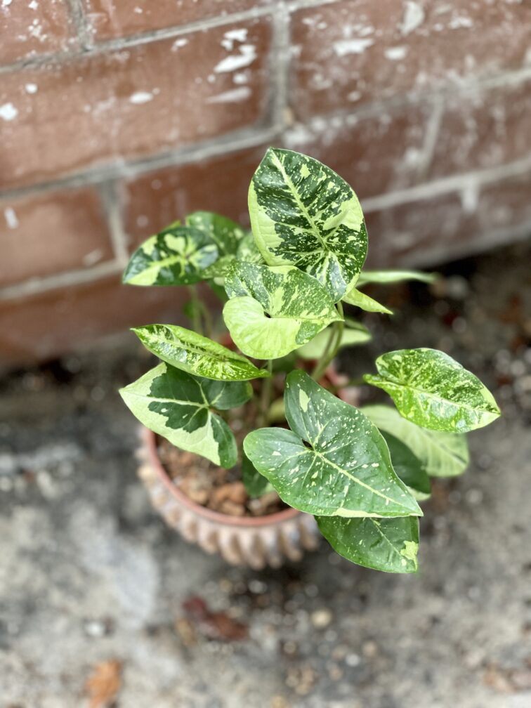 Zdjęcie rosliny doniczkowej Syngonium Panda, ujęcie 1