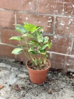 Zdjęcie rosliny doniczkowej Syngonium Panda, ujęcie 3