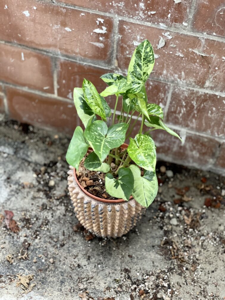 Zdjęcie rosliny doniczkowej Syngonium Panda, ujęcie 4