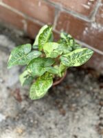 Zdjęcie rosliny doniczkowej Syngonium Panda, ujęcie 5