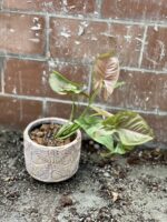 Zdjęcie rosliny doniczkowej Syngonium Pink Flecked, ujęcie 1