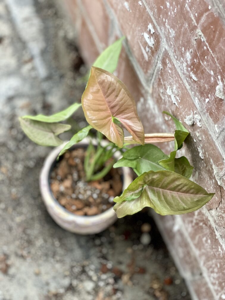 Zdjęcie rosliny doniczkowej Syngonium Pink Flecked, ujęcie 2