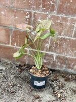 Zdjęcie rosliny doniczkowej Syngonium Pink Flecked, ujęcie 3