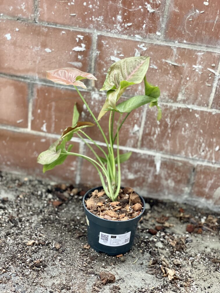 Zdjęcie rosliny doniczkowej Syngonium Pink Flecked, ujęcie 3