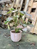 Zdjęcie rosliny doniczkowej Syngonium Pink Flecked, ujęcie 1
