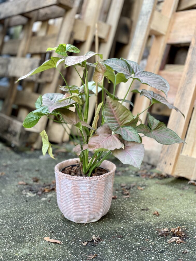syngonium-pink-flecked_15x50-1_1673694950.jpg Zdjęcie rosliny doniczkowej Syngonium Pink Flecked, ujęcie 1