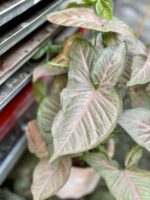 Zdjęcie rosliny doniczkowej Syngonium Pink Flecked, ujęcie 2