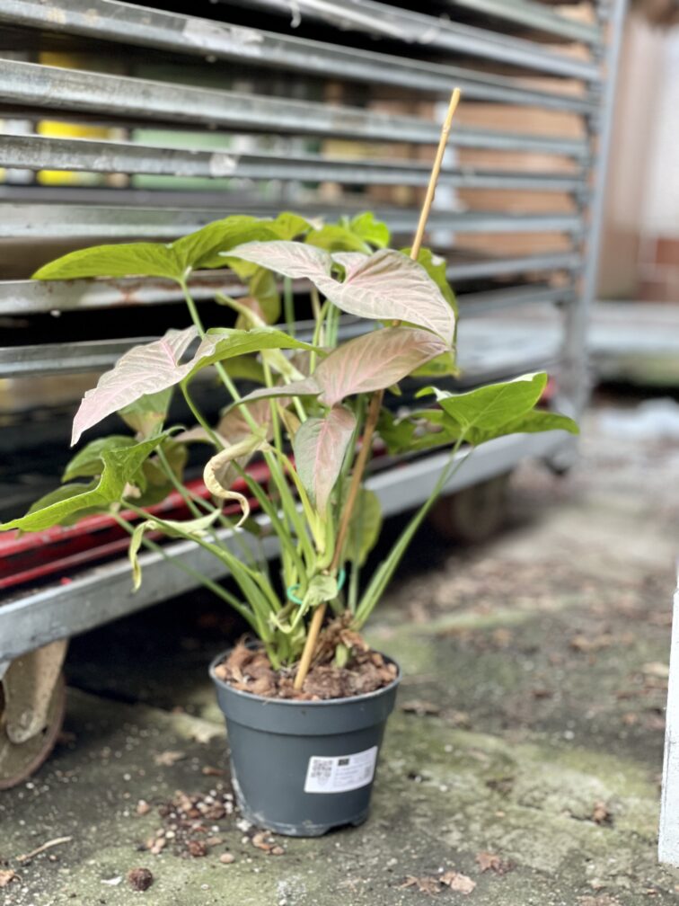 Zdjęcie rosliny doniczkowej Syngonium Pink Flecked, ujęcie 3