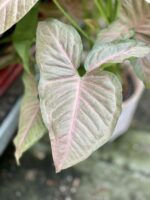 Zdjęcie rosliny doniczkowej Syngonium Pink Flecked, ujęcie 4