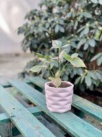 Zdjęcie rosliny doniczkowej Syngonium Pink Splash, ujęcie 1