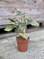 Zdjęcie rosliny doniczkowej Syngonium Pink Splash, ujęcie 2